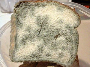 file 86523 300x225 Biggest Secret In Coffee . . . Moldy, Stale Bread